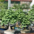 Nos ginkgos