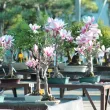 Nos magnolias
