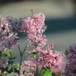 Chinese lilac