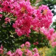 Lilac of the Indies