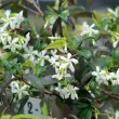 Jasmin