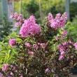 Autres arbres de jardin