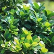 Autre ficus