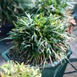 Ophiopogon
