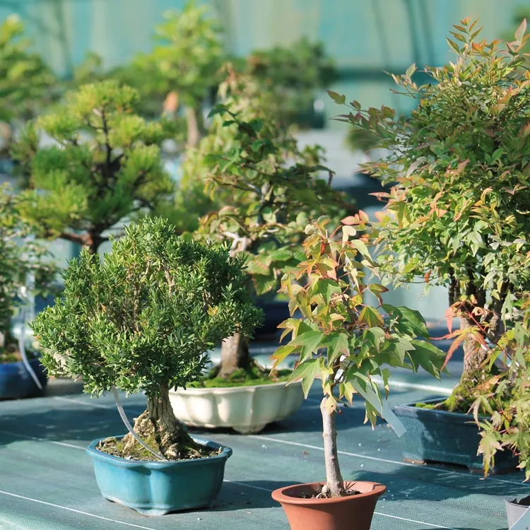 BONSAI