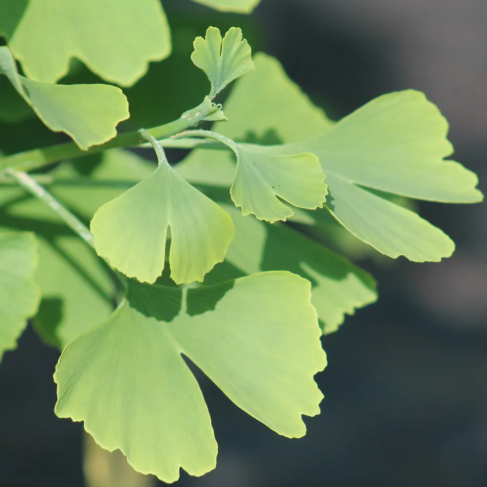 Ginkgo Biloba