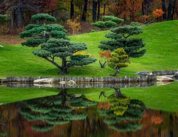 ARBRE DE JARDIN