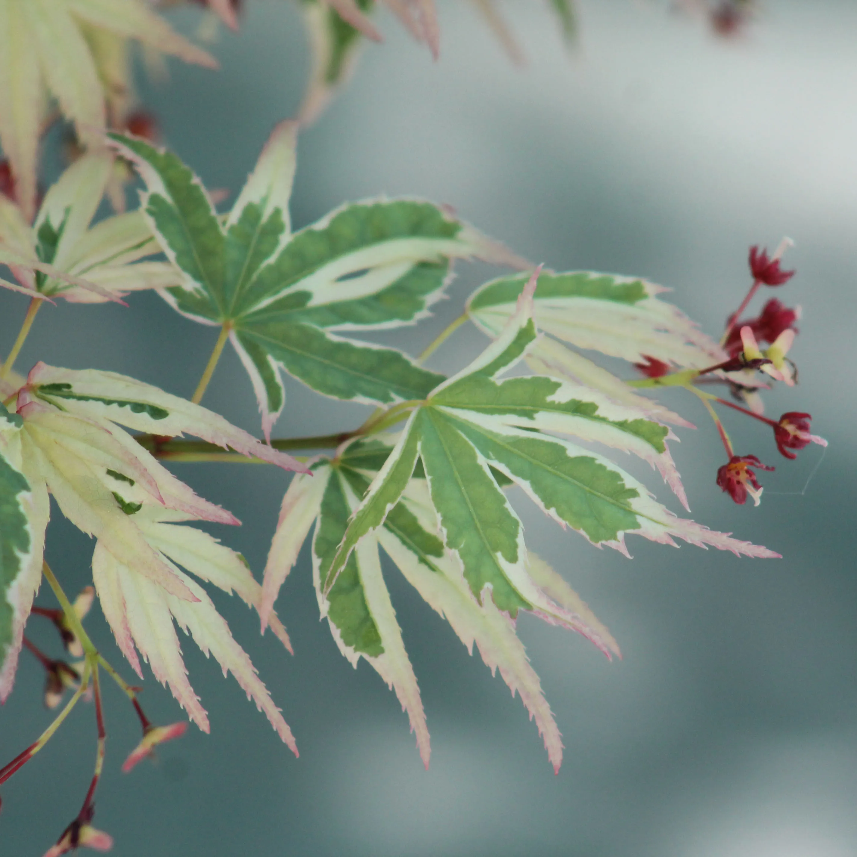 Érable Palmatum Butterfly