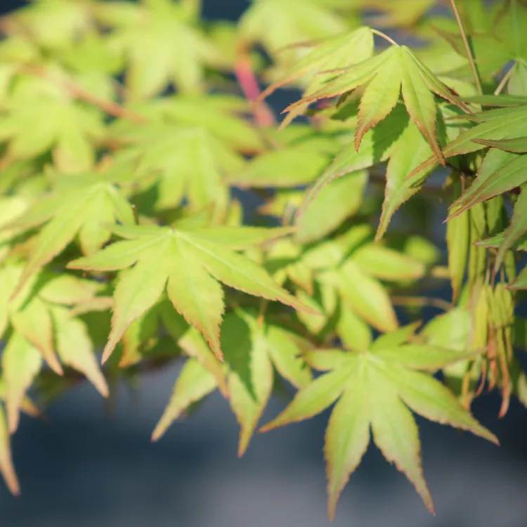 Érable Palmatum