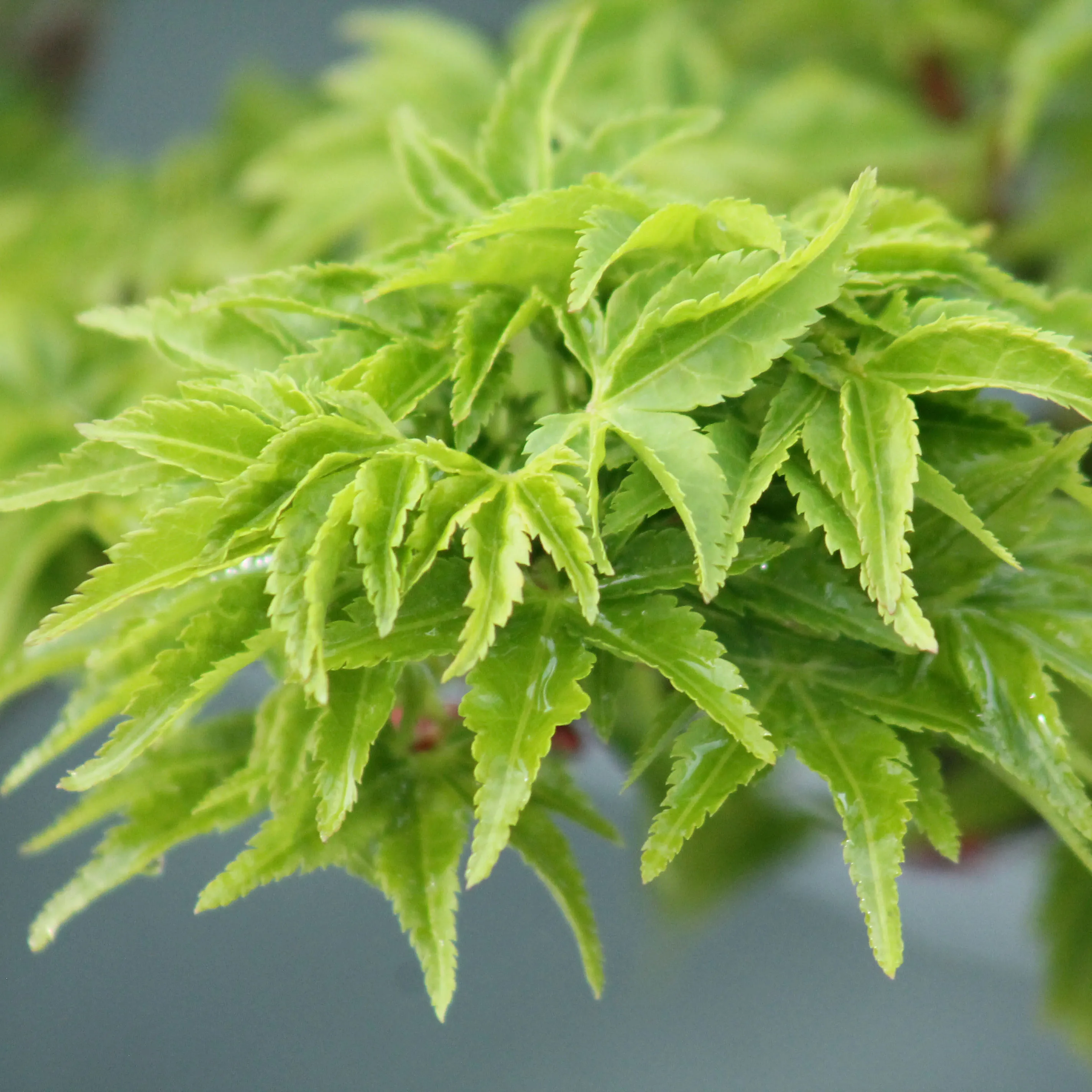 Érable Palmatum Shishigashira