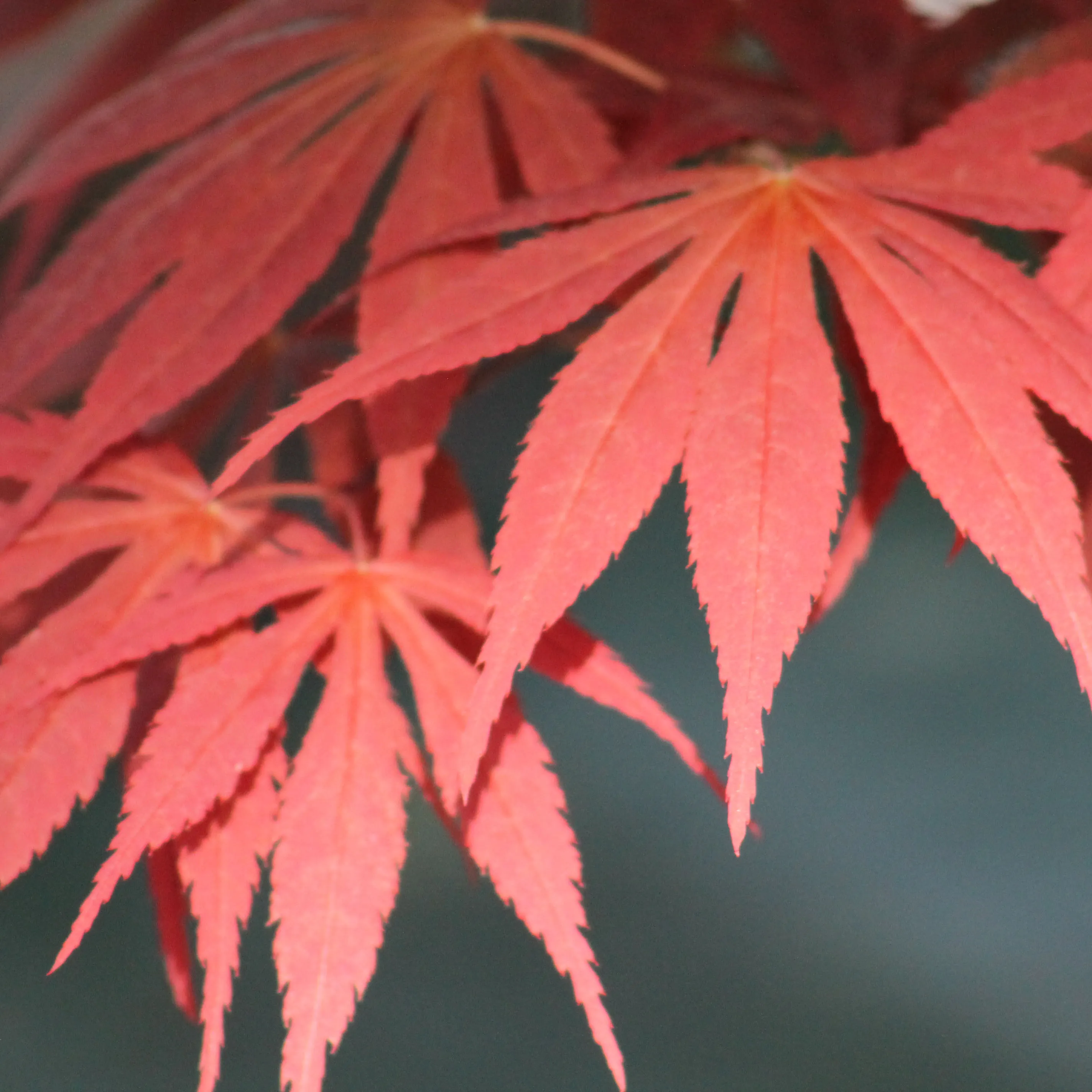 Érable Palmatum Atropurpureum