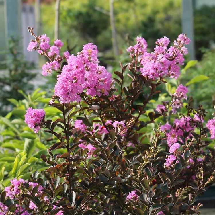 Lilas