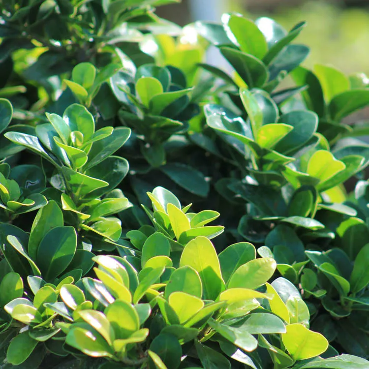 Autre ficus