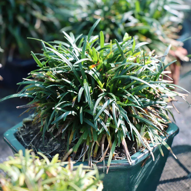 Ophiopogon