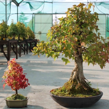 Erable Buerger en bonsaï (Acer Buergerianum)