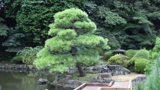 Qu'est ce qu'un niwaki, les arbres de jardin taillés à la japonaise