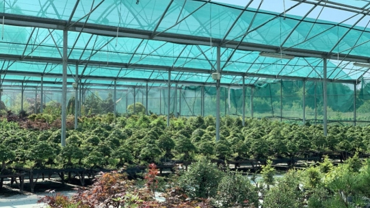 En juillet à la pépinière bonsai !