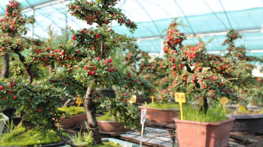 Cotoneaster en bonsai, guide d’entretien