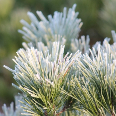 Comment protéger ses bonsaï pendant l’hiver ?