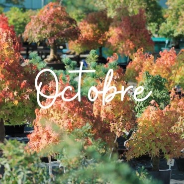 Que faire sur nos bonsaï en Octobre ?