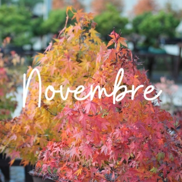 Comment Entretenir vos Bonsaï en Novembre : Guide Complet pour l'Hiver