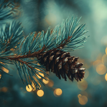 Un bonsaï sous le sapin ! 