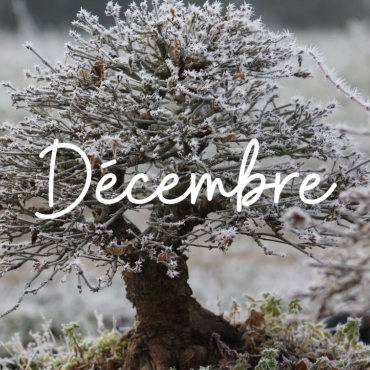 Prendre soin de vos bonsaï en décembre