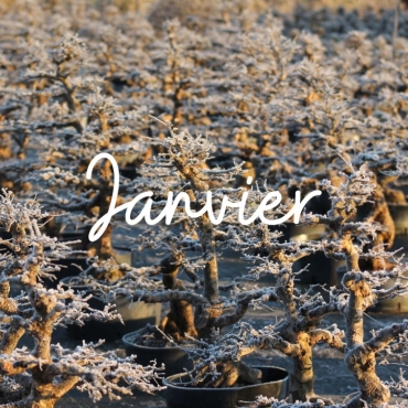 Que-faire sur mon bonsaï en janvier ?