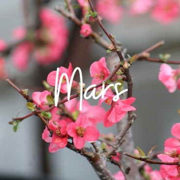 Mars à la pépinière : que faire sur nos bonsaï ?