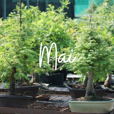 Nursery News for May