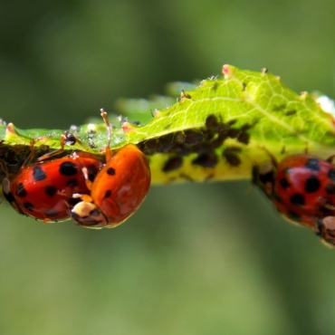 Parasites courants sur les bonsaï, comment les éviter ?